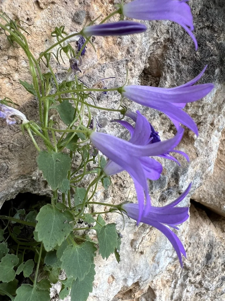 Campanula Portenschlagiana