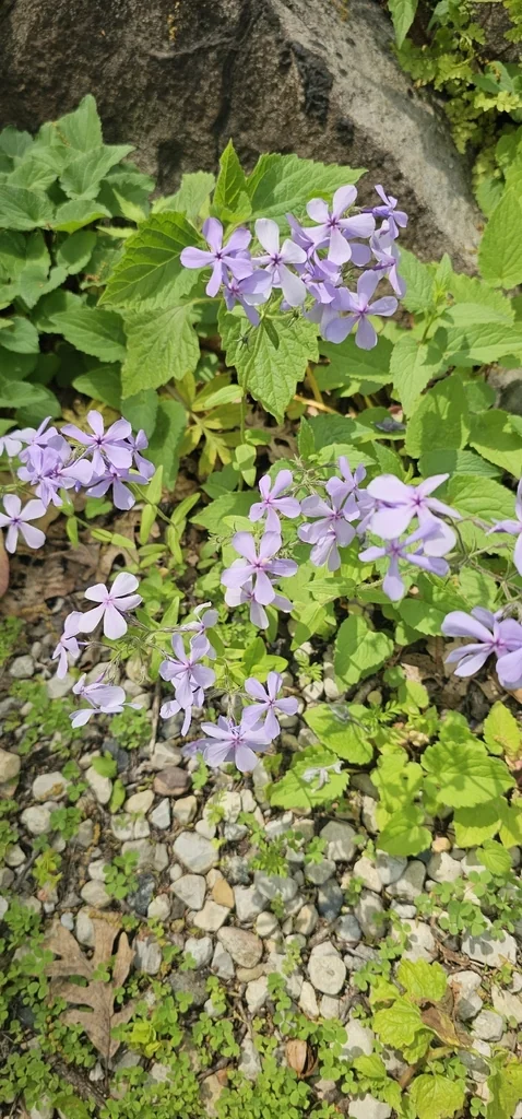 Phlox Divaricata