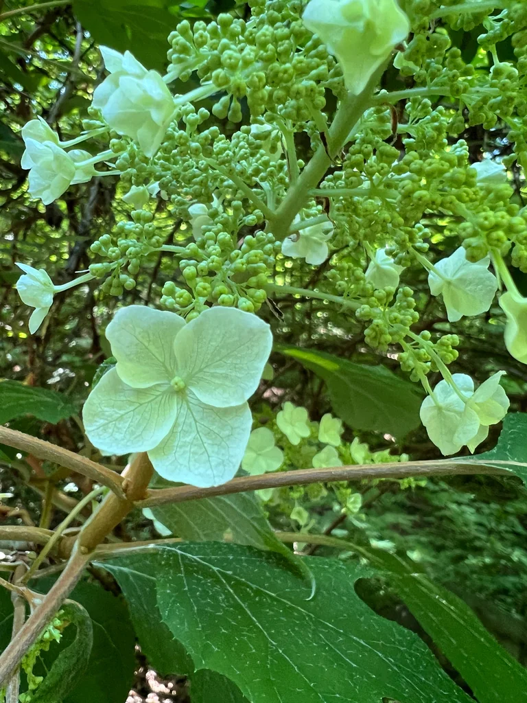 Hydrangea quercifolia