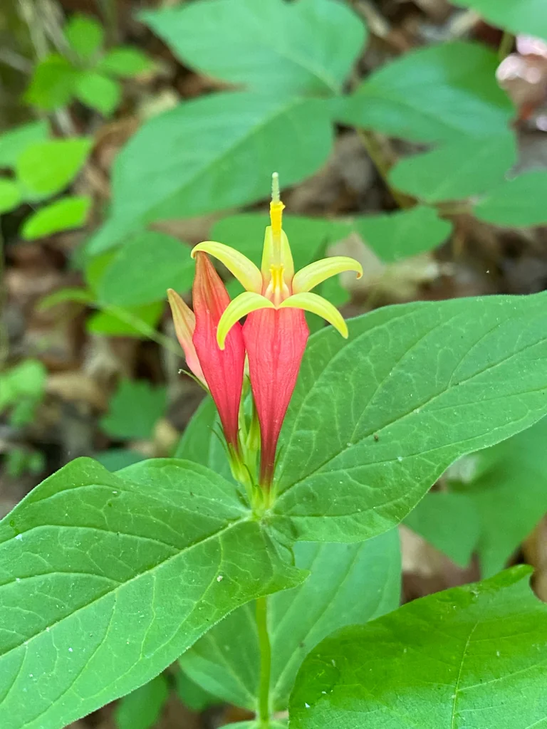Spigelia marilandica