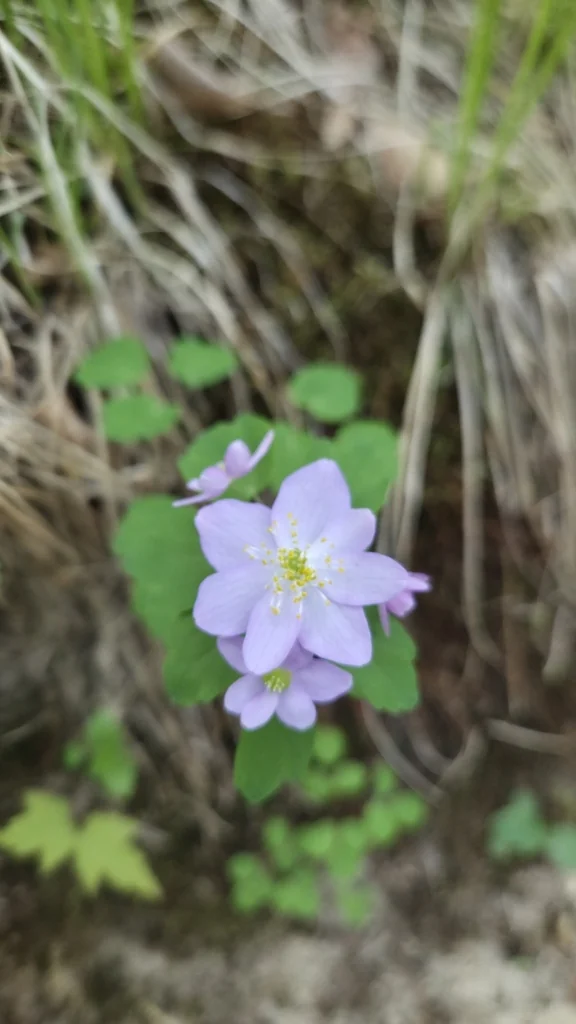 Anemonella Thalictroides