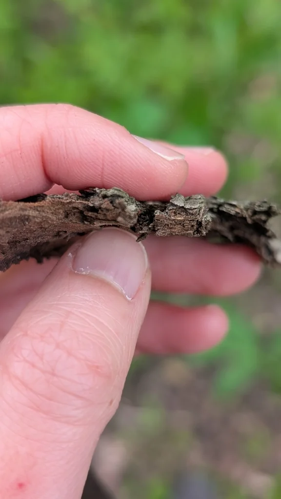 Ulmus Rubra