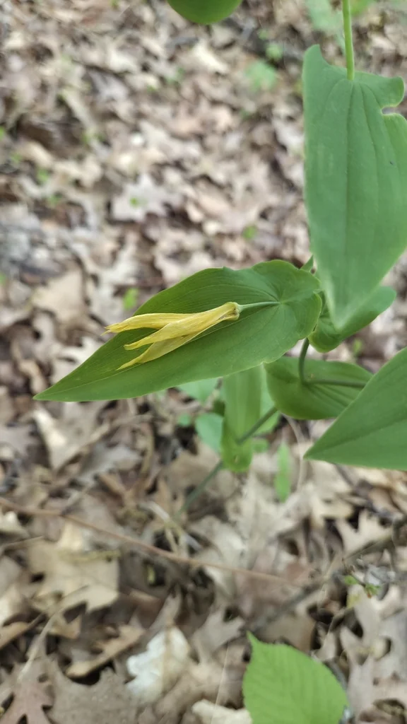 Uvularia grandiflora
