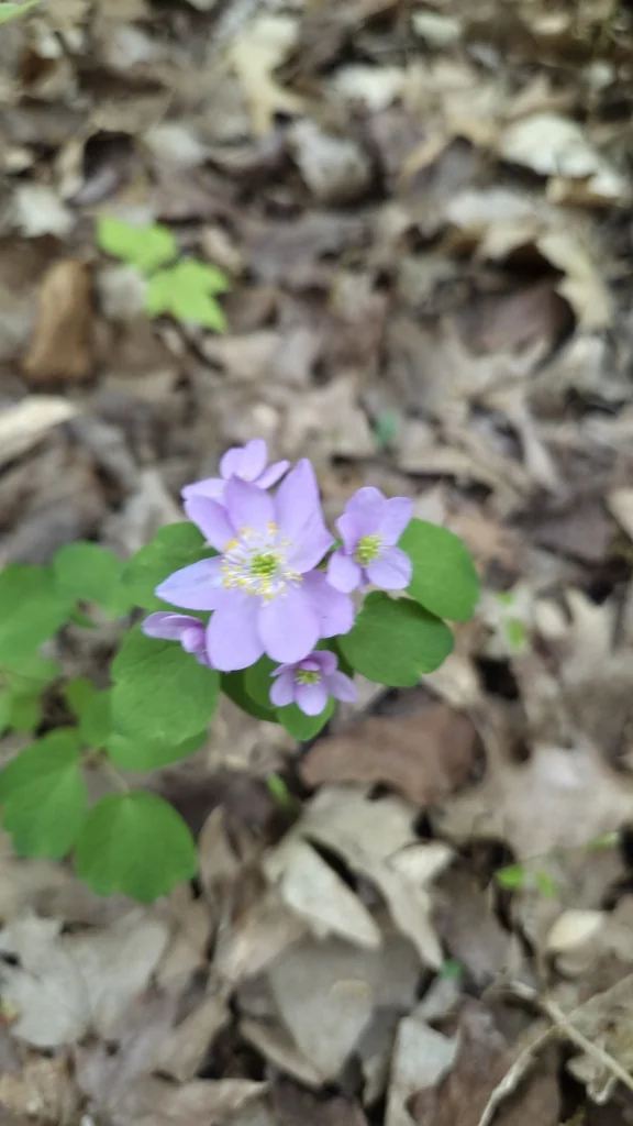 Anemonella Thalictroides