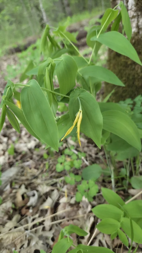 Uvularia grandiflora