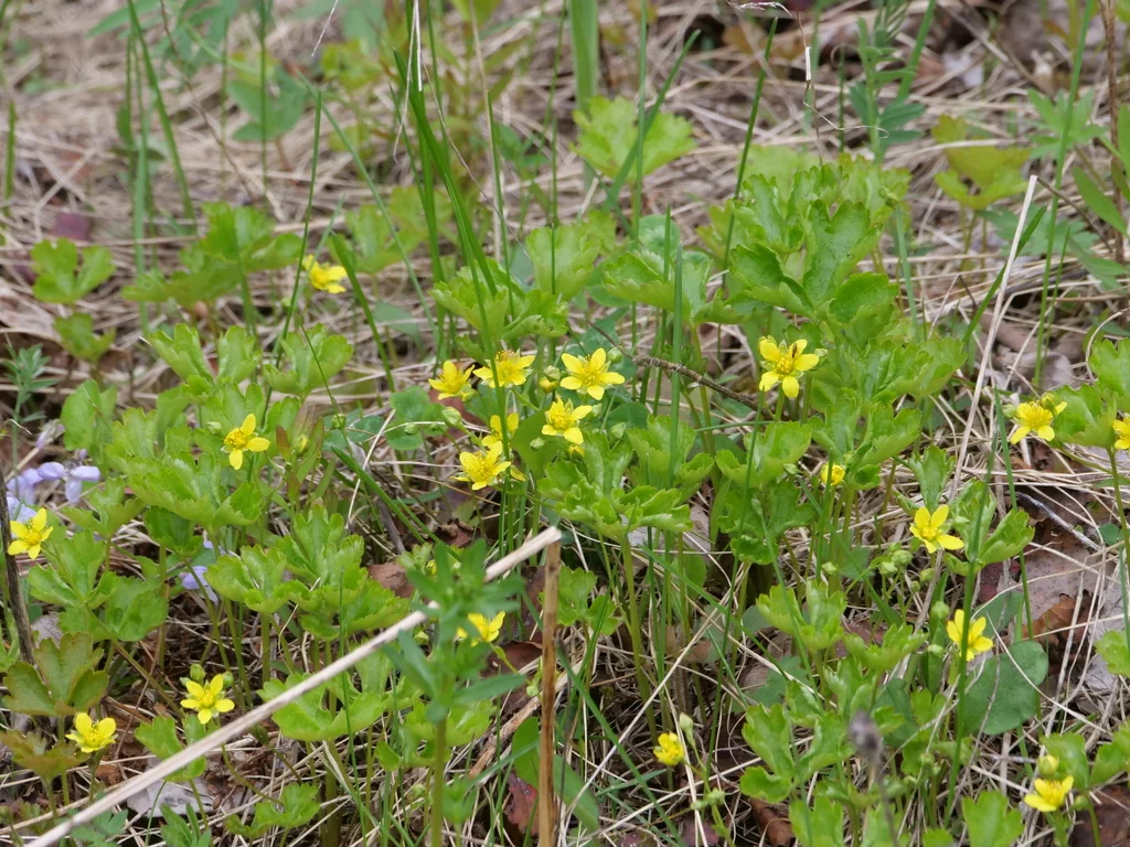Waldsteinia Fragarioides
