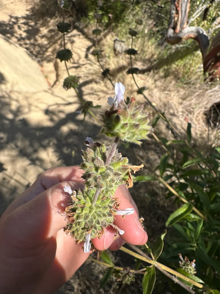 Salvia Mellifera