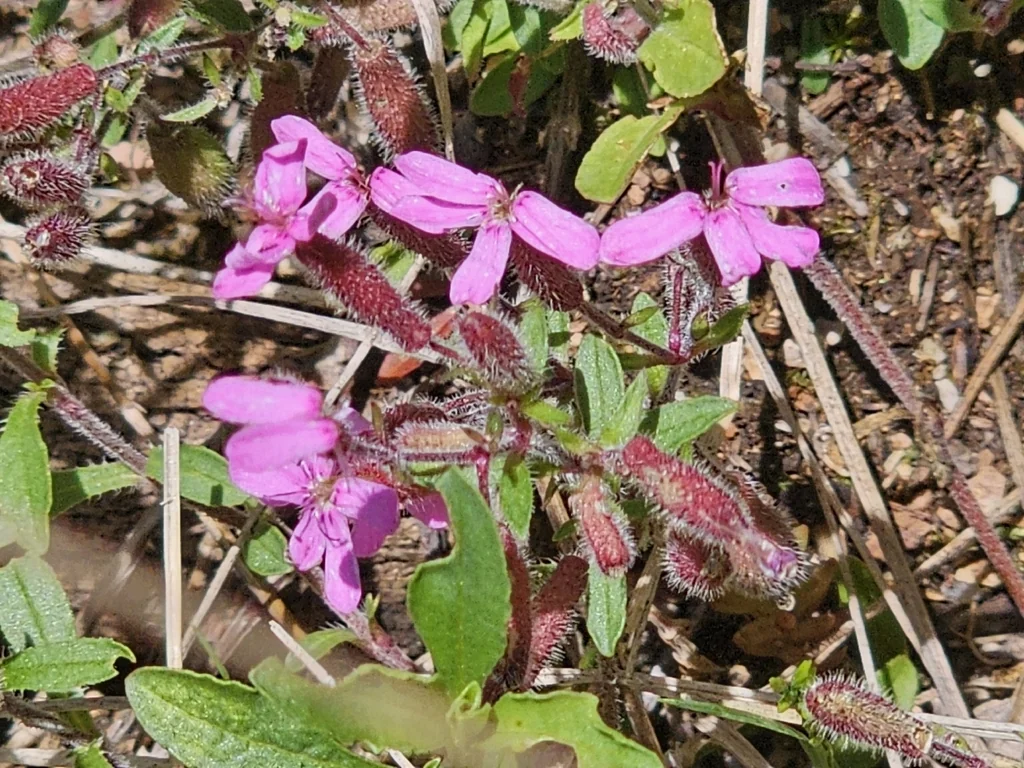 Saponaria Ocymoides