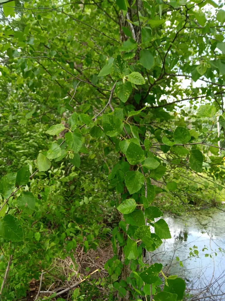 Betula Nigra