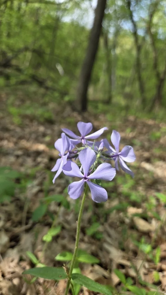 Phlox Divaricata