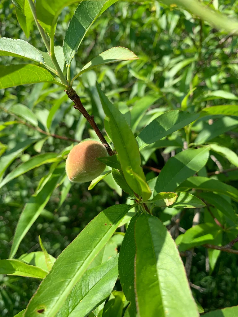 Prunus Persica