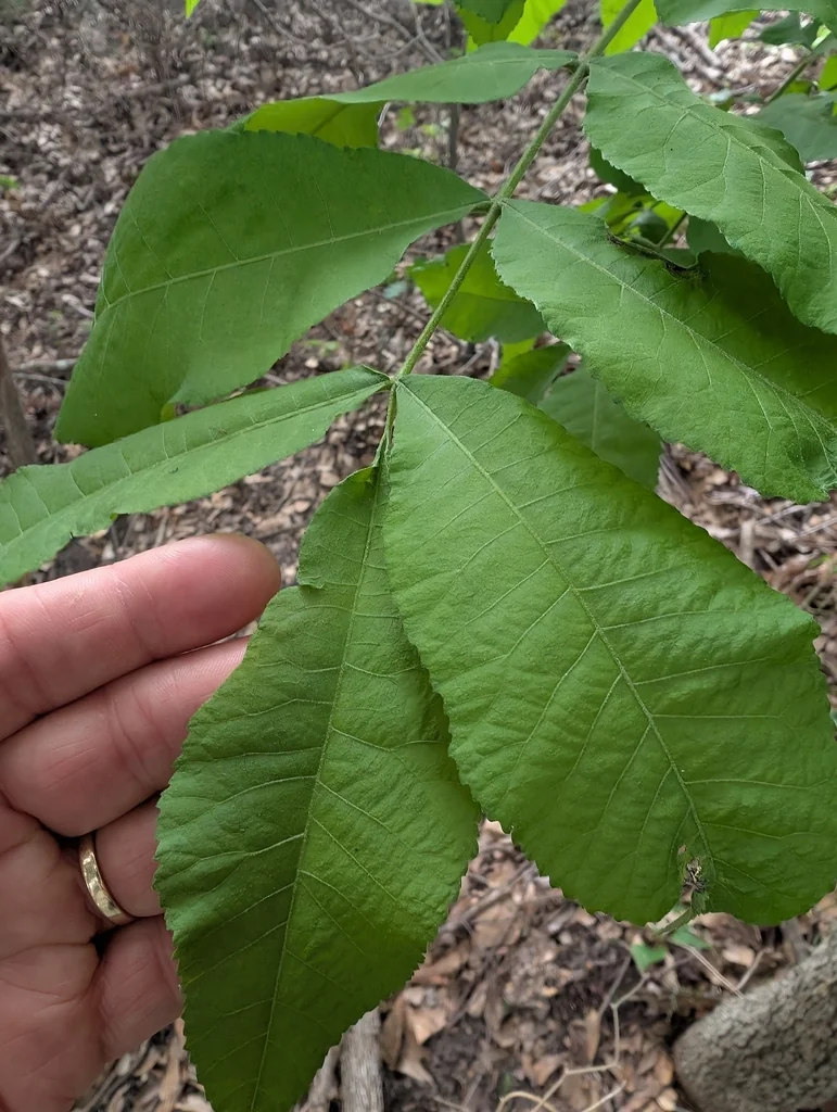 Carya illinoinensis