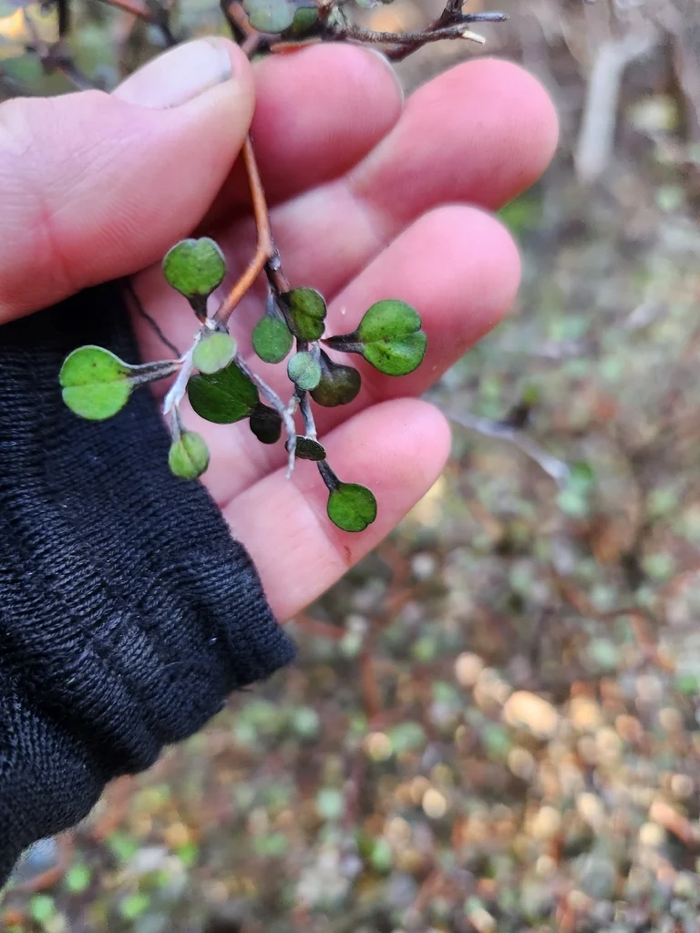 Corokia Cotoneaster