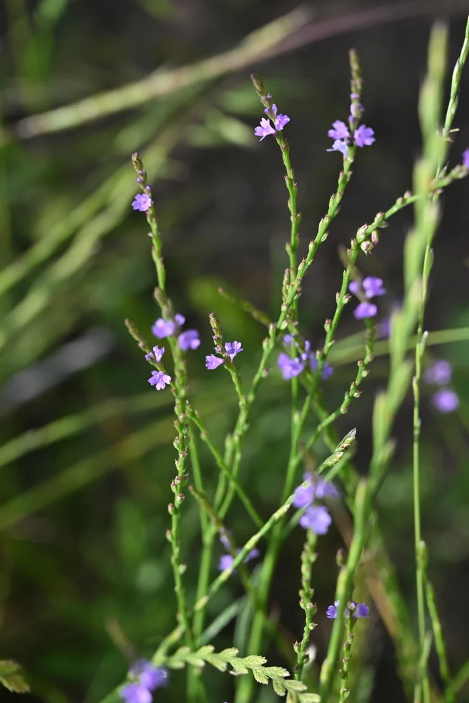 Verbena Halei
