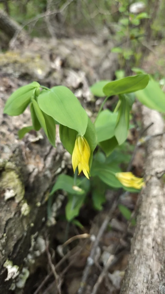 Uvularia grandiflora
