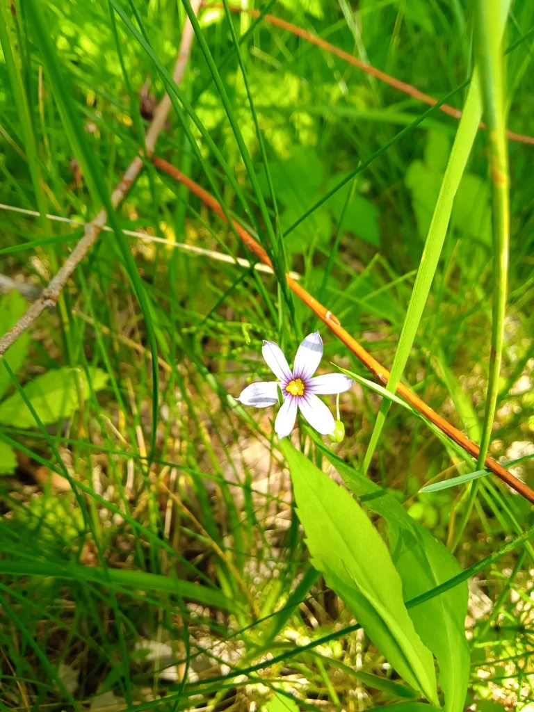 Sisyrinchium Angustifolium