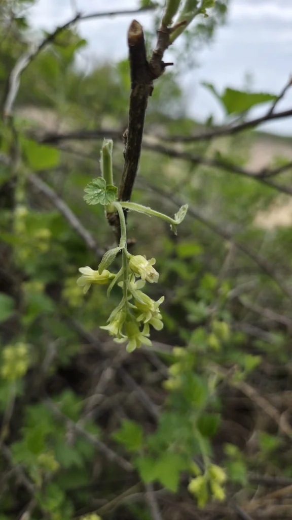 Ribes Americanum