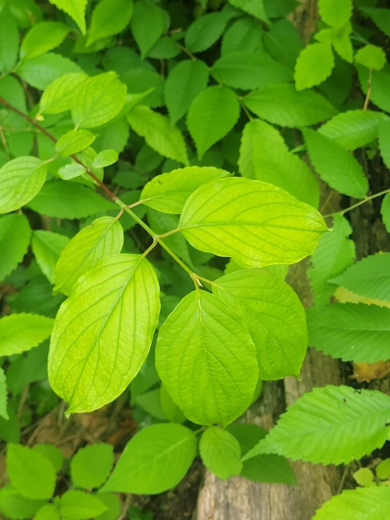 Cornus Amomum