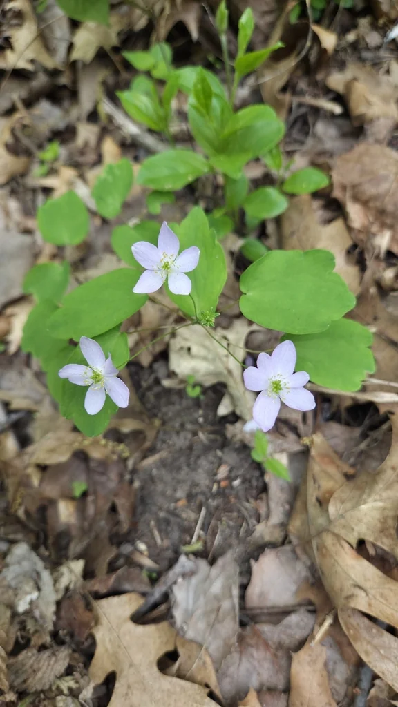 Anemonella Thalictroides