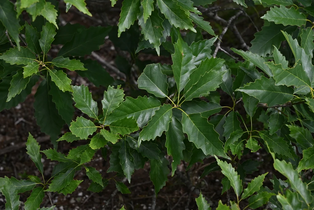 Quercus Muehlenbergii