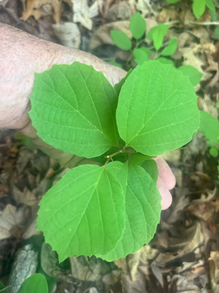 Fothergilla Major