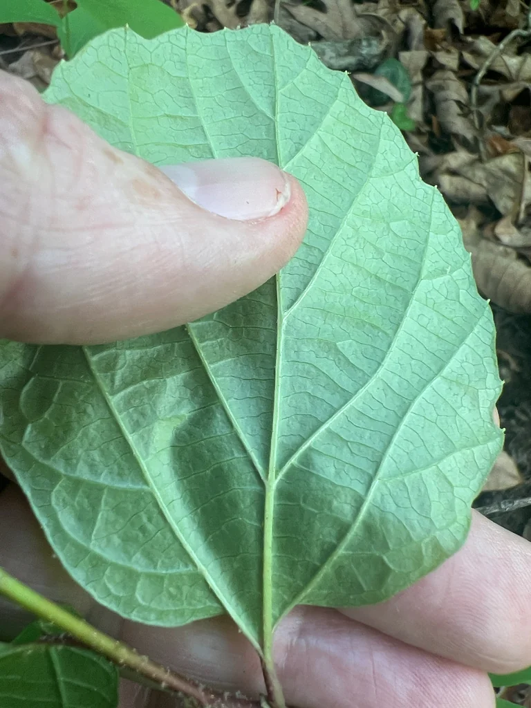 Fothergilla Major