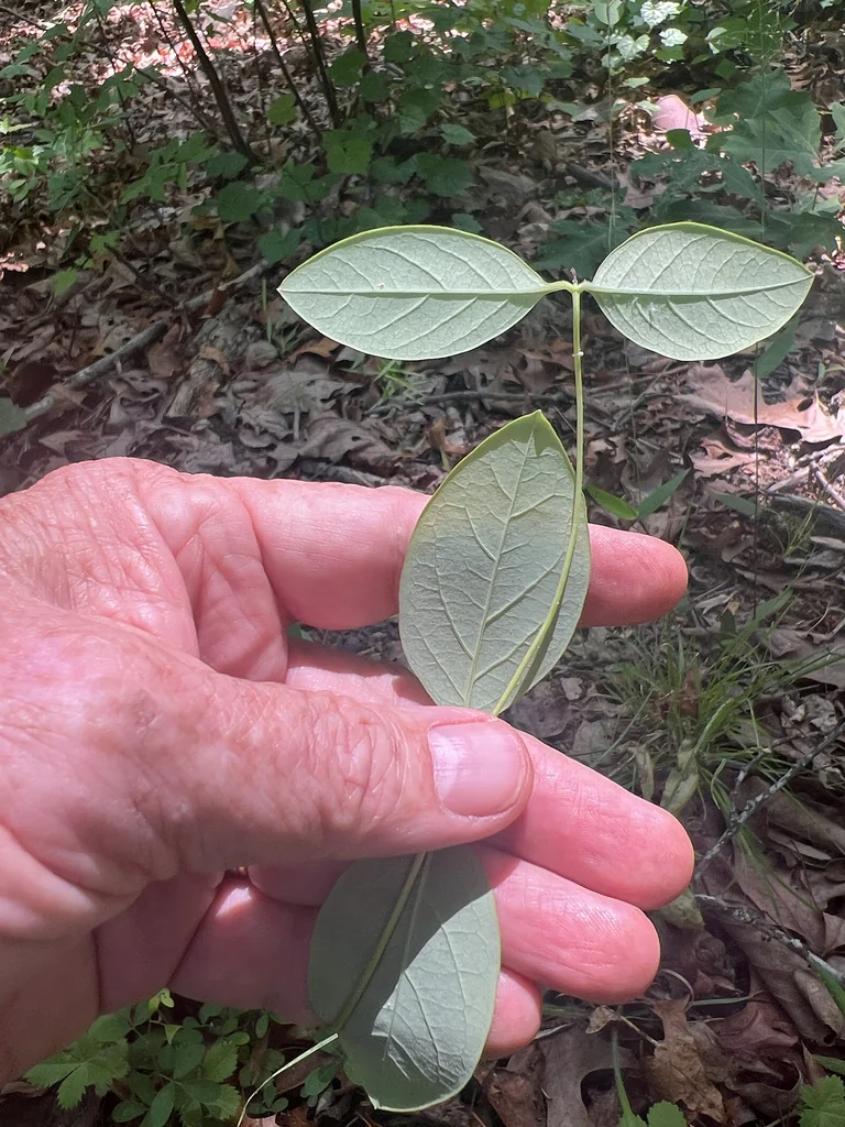 Lonicera Sempervirens