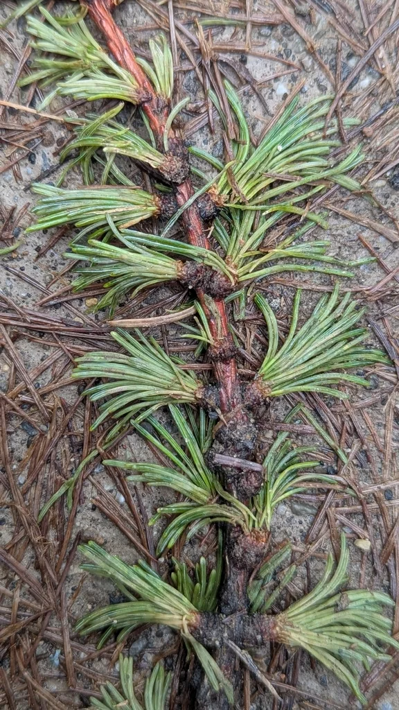Larix Occidentalis