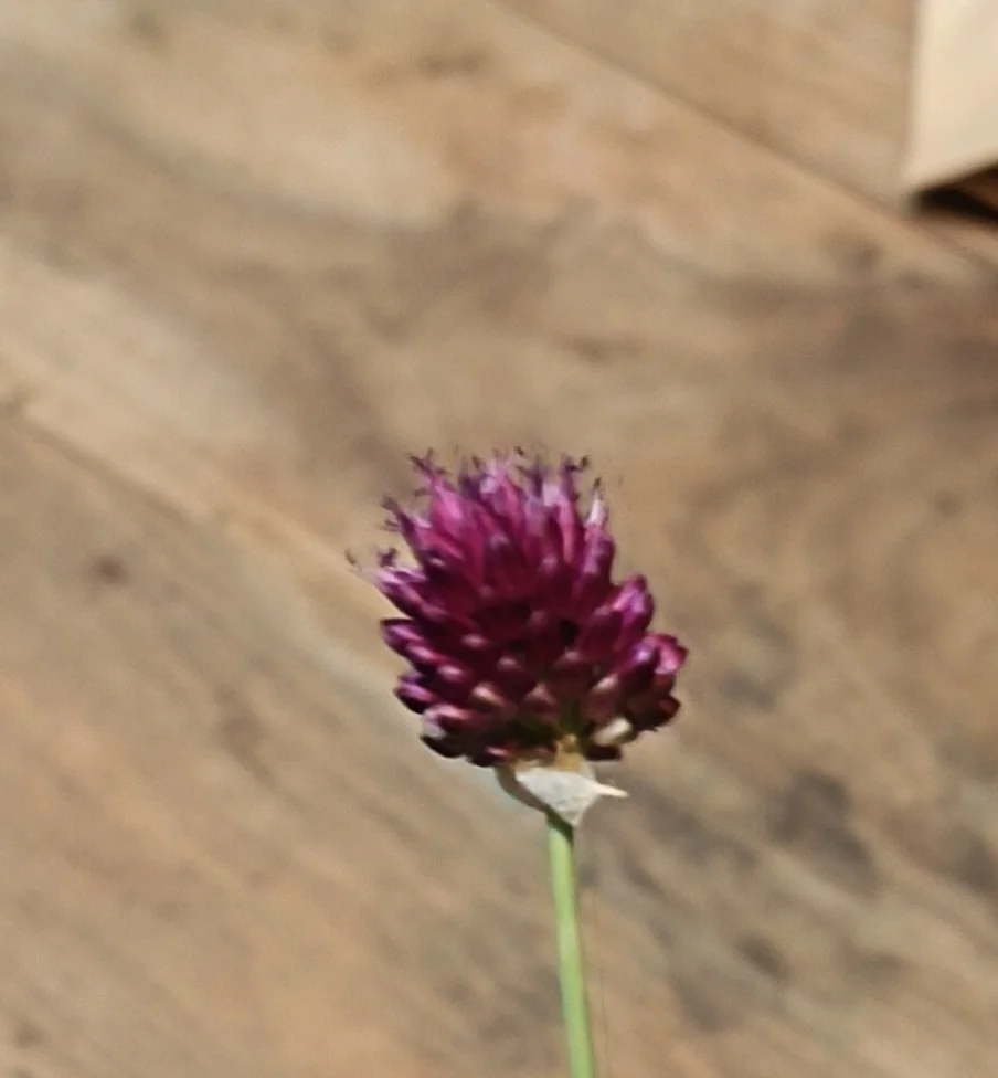 Allium Sphaerocephalon