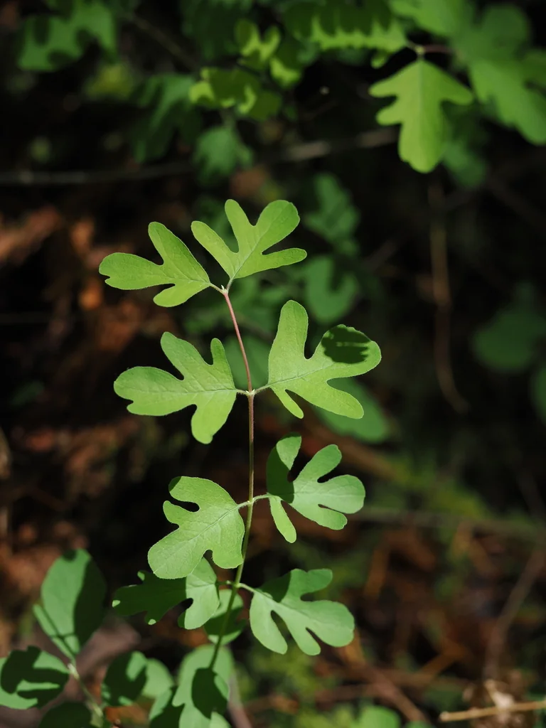 Symphoricarpos Mollis