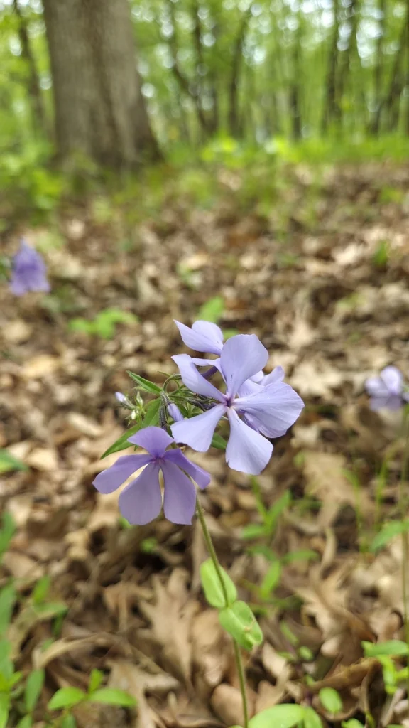 Phlox Divaricata