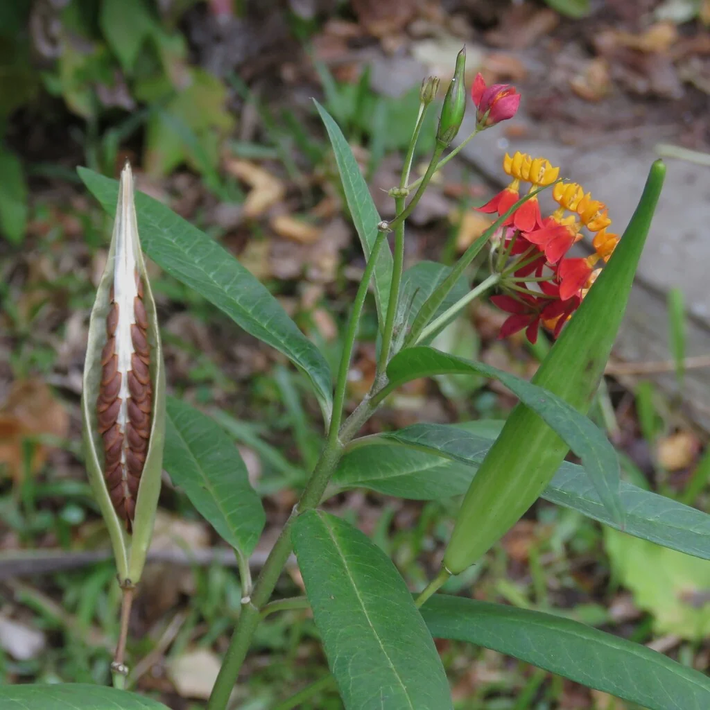 Asclepias Curassavica