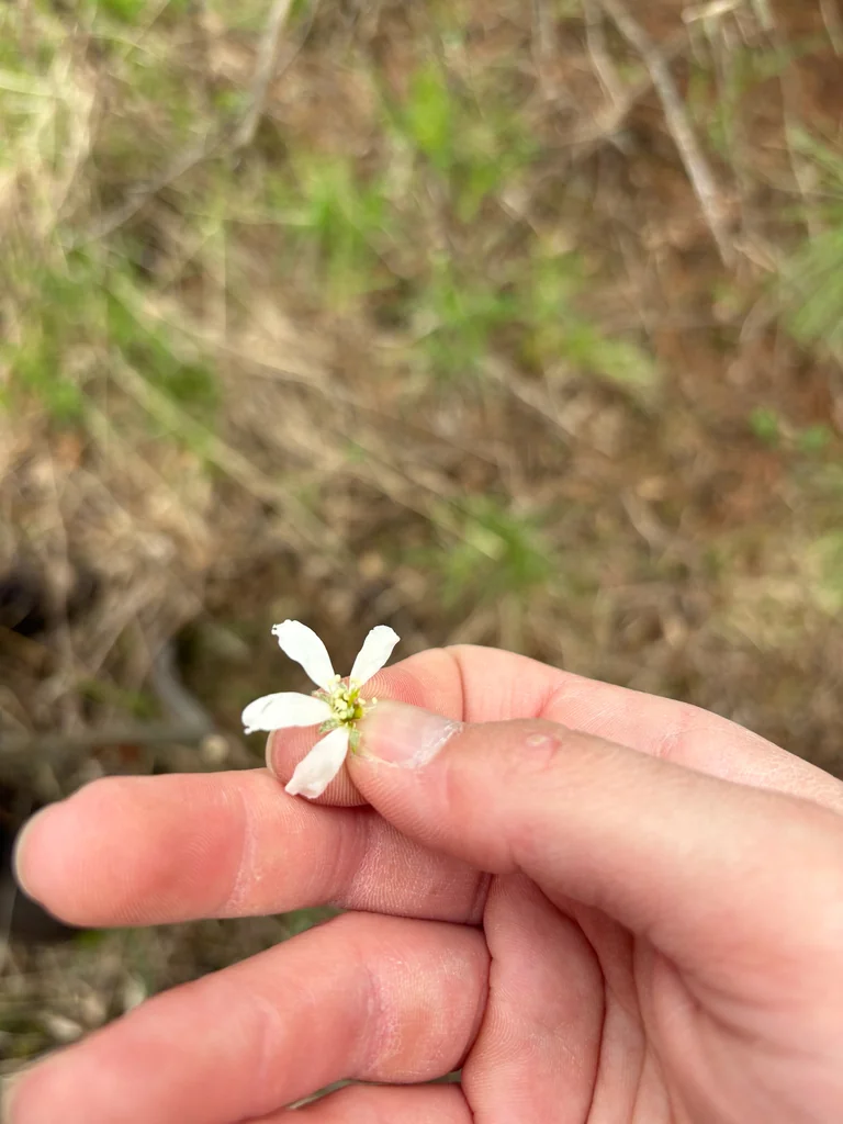 Amelanchier Laevis