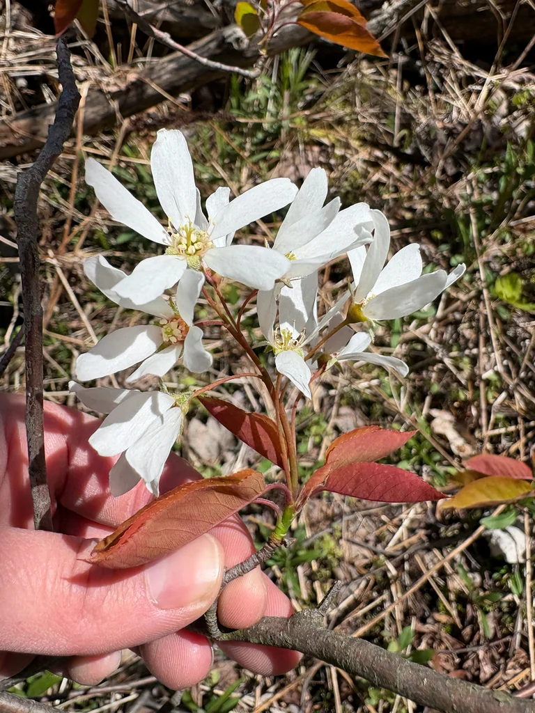 Amelanchier Laevis