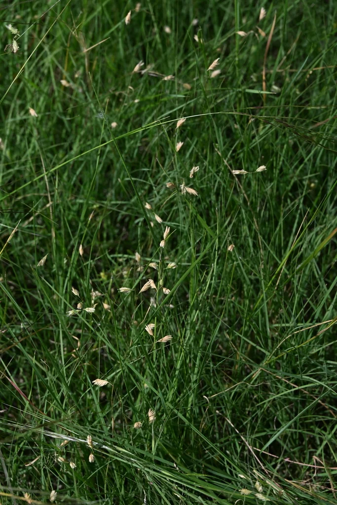 Buchloe Dactyloides