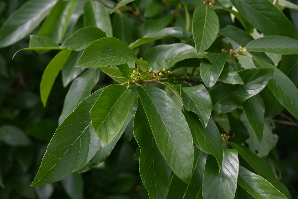 Rhamnus Caroliniana