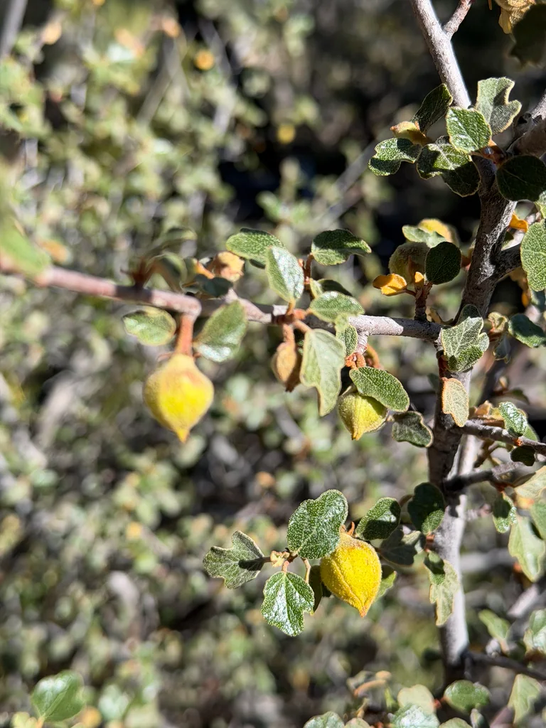 Fremontodendron Californicum