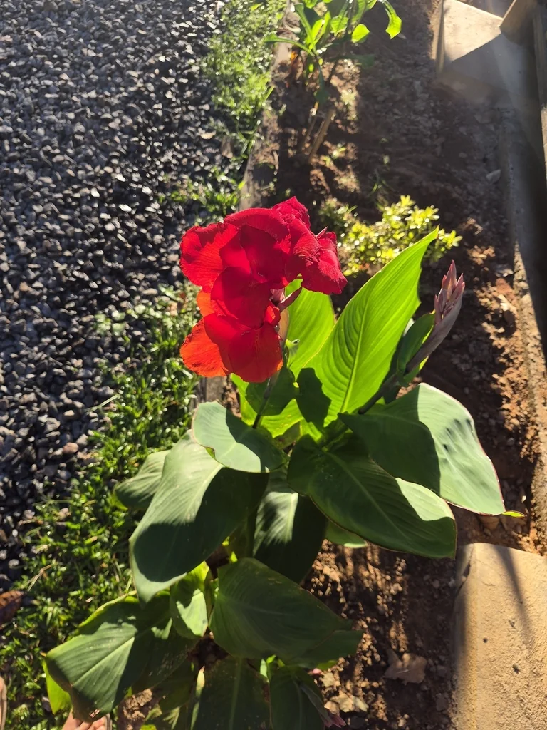 Canna generalis