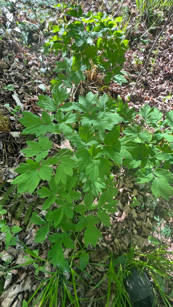 Caulophyllum Thalictroides