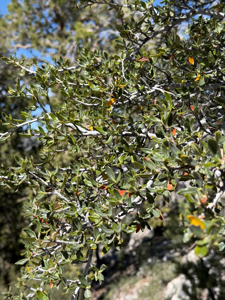Cercocarpus Ledifolius