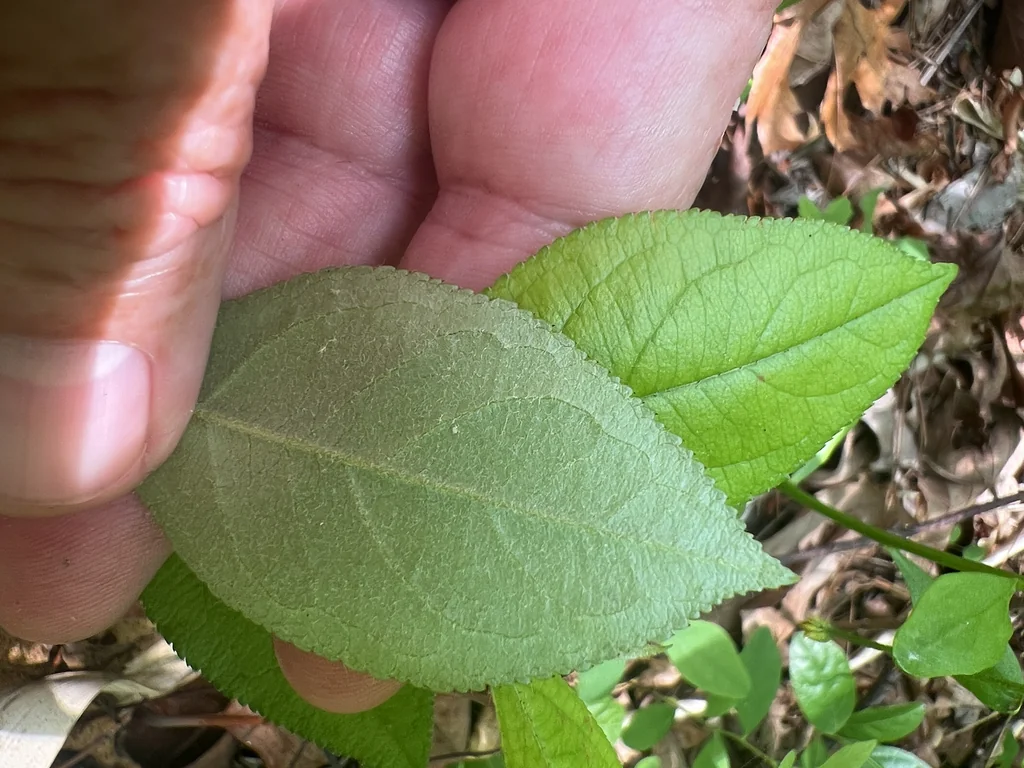 Aronia Arbutifolia