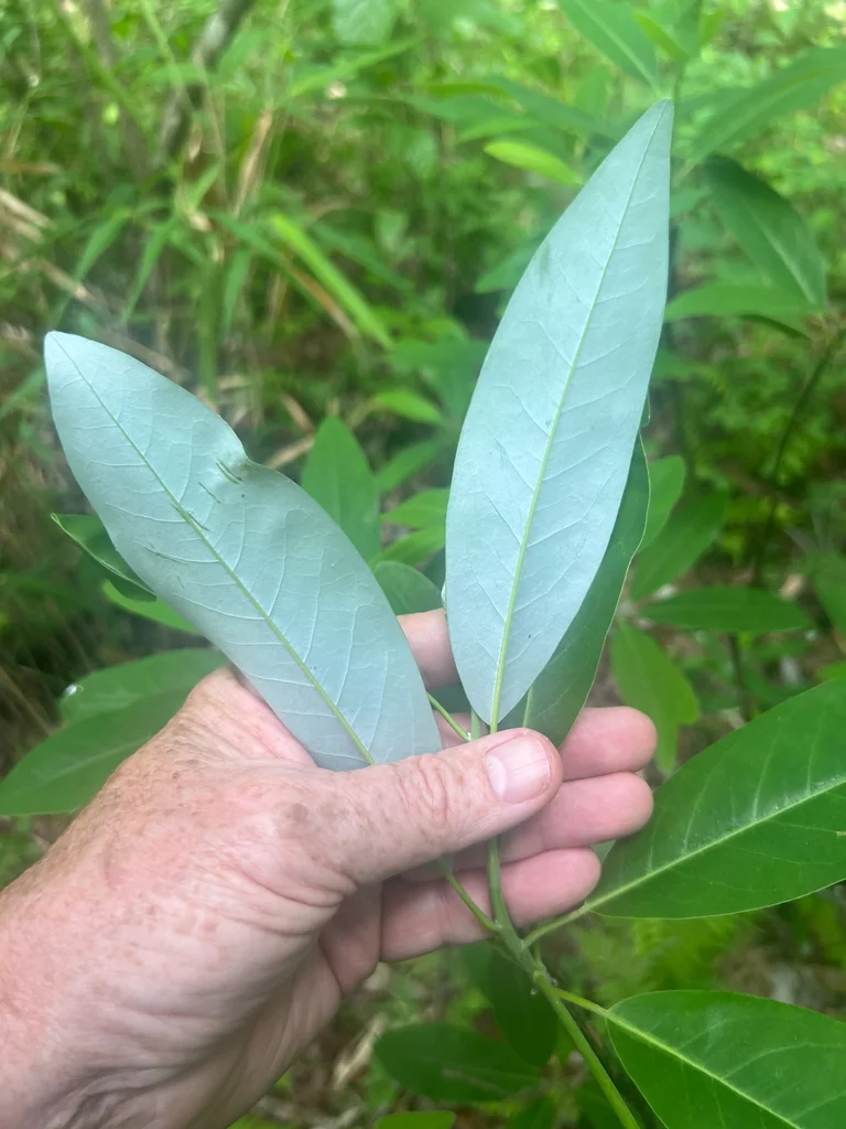 Magnolia Virginiana