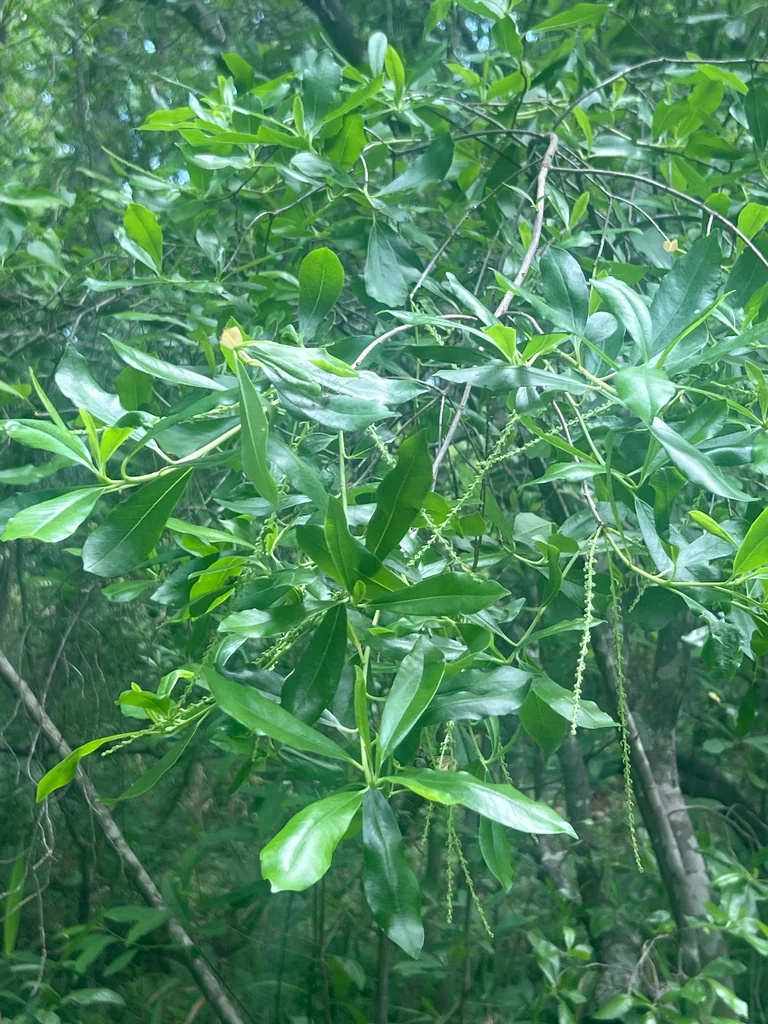 Cyrilla Racemiflora