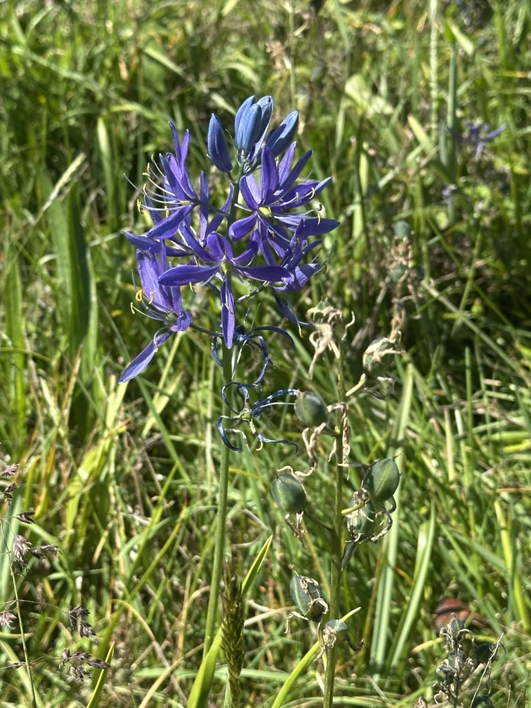 Camassia Quamash