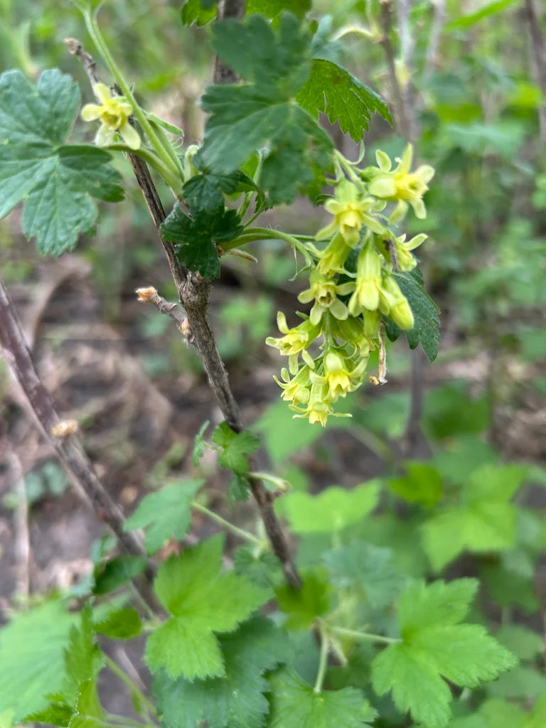 Ribes Americanum