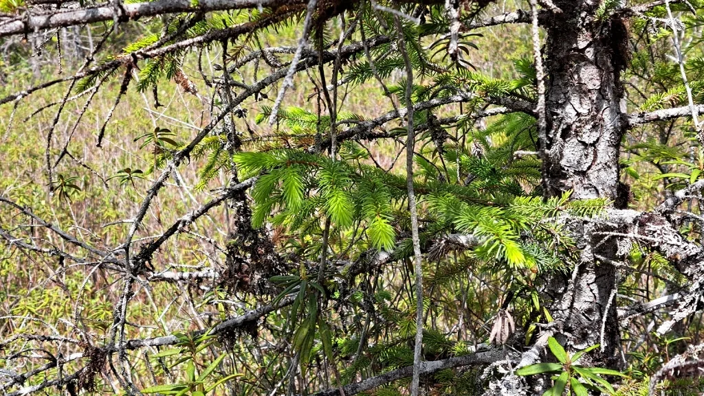 Picea Sitchensis