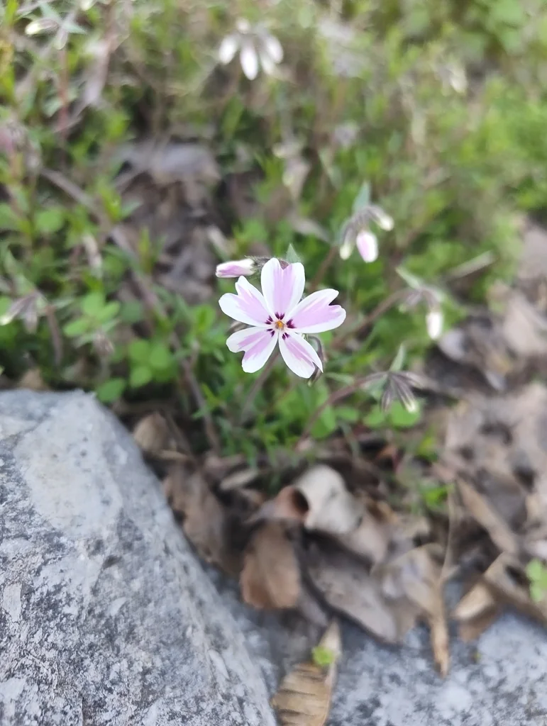 Phlox Subulata