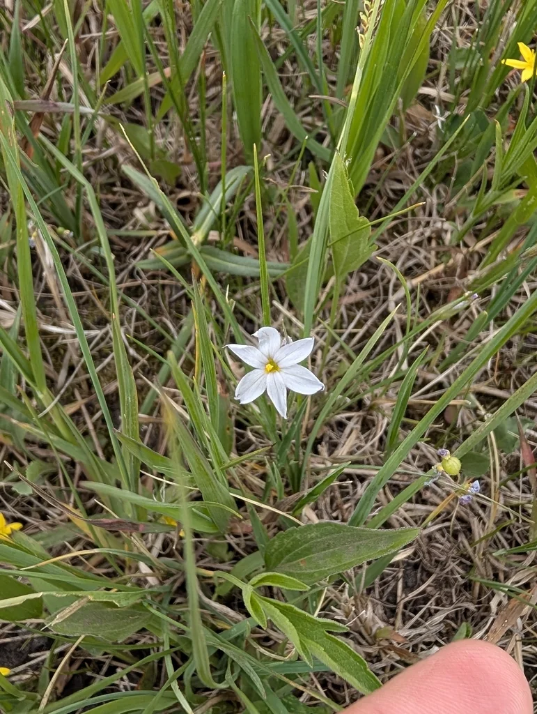 Sisyrinchium Campestre