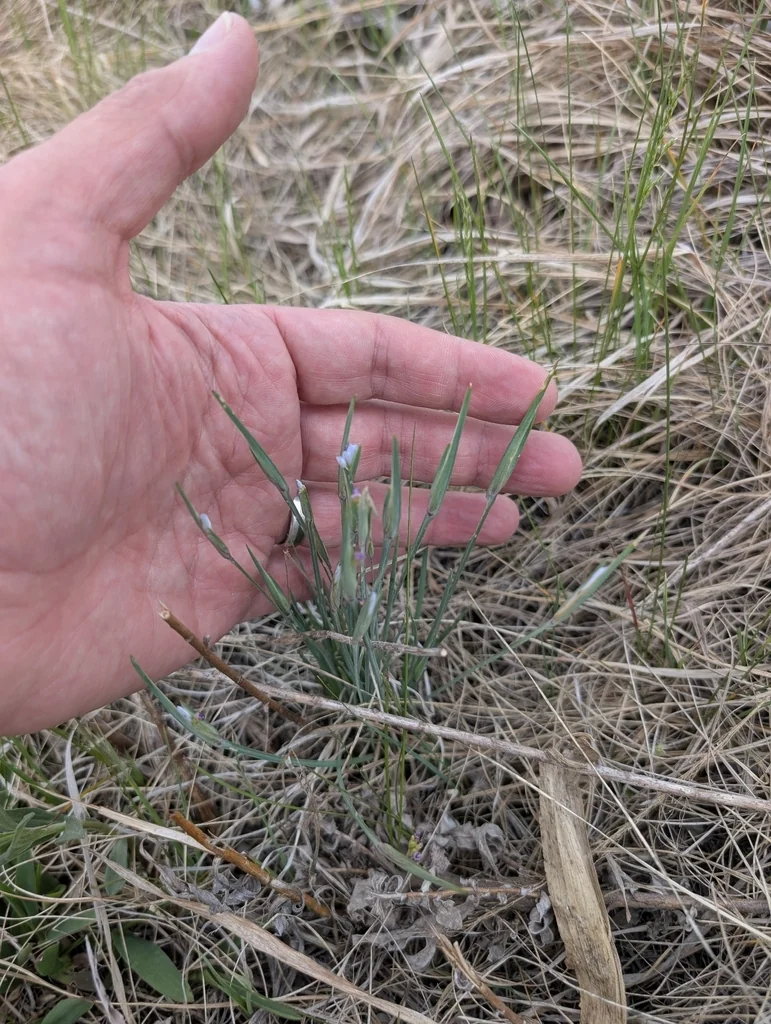 Sisyrinchium Campestre