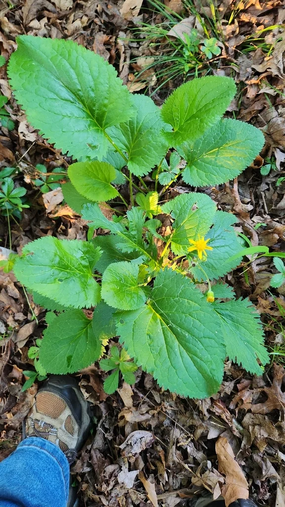 Senecio Aureus